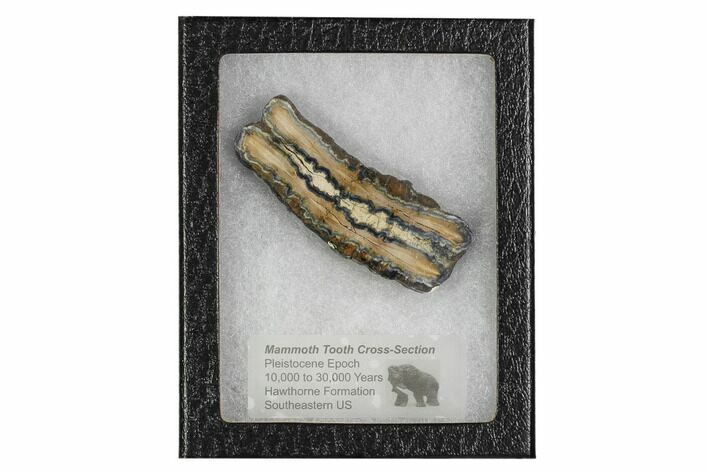 Mammoth Molar Slice With Case - South Carolina #106490